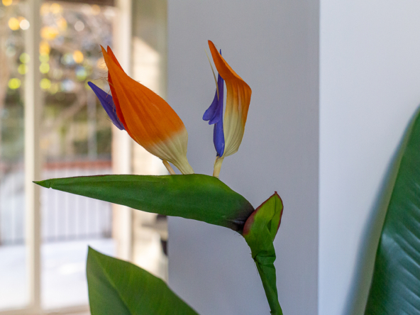 004__via_chesi_04__1